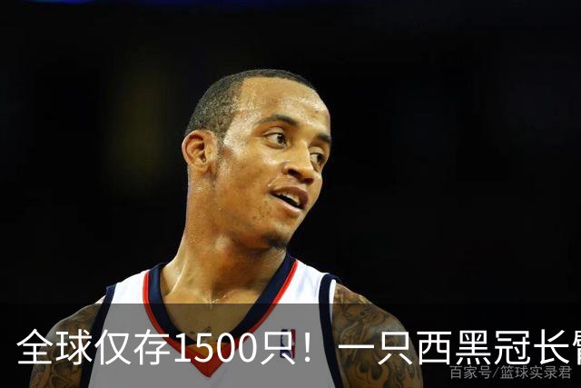 全球仅存1500只！一只西黑冠长臂猿现身哀牢山金山丫口，面对游客镜头毫不露怯成“网红”